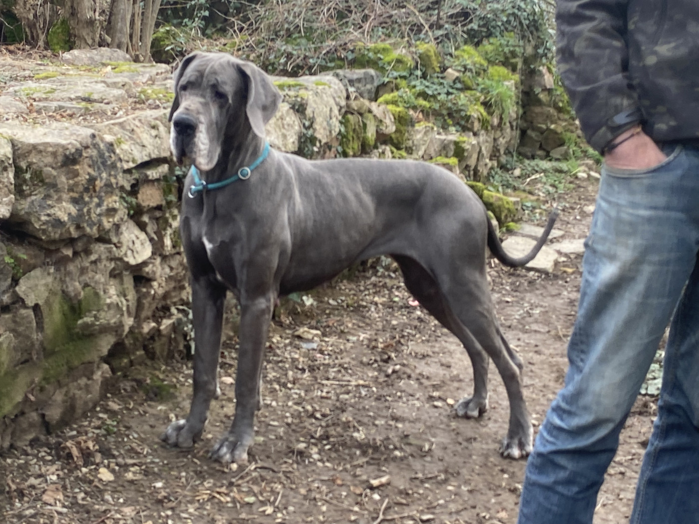 Thalia du mont Toise